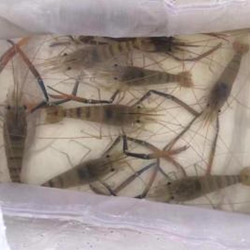 種蝦