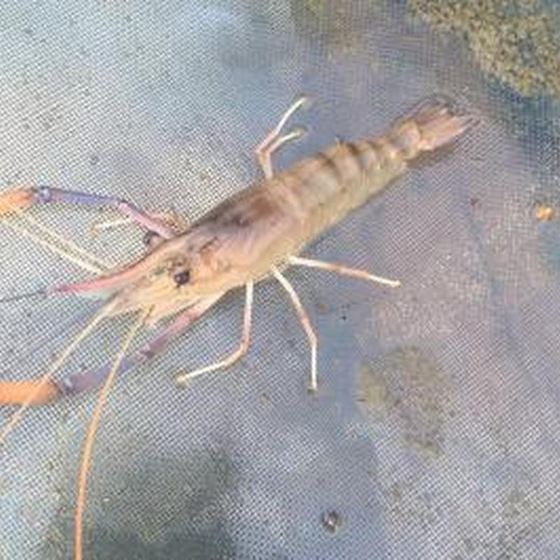 種蝦