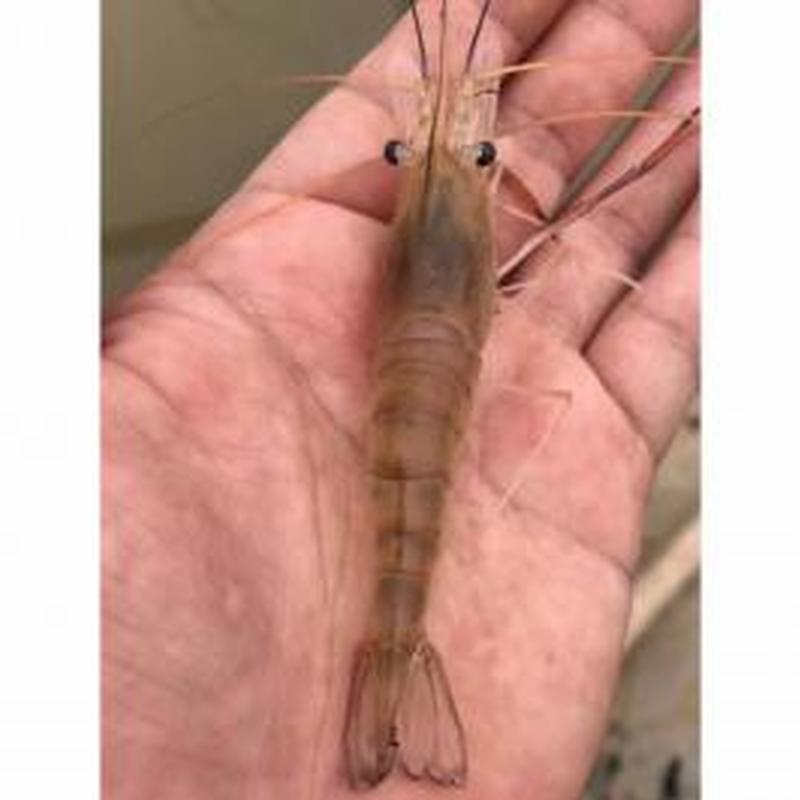 種蝦