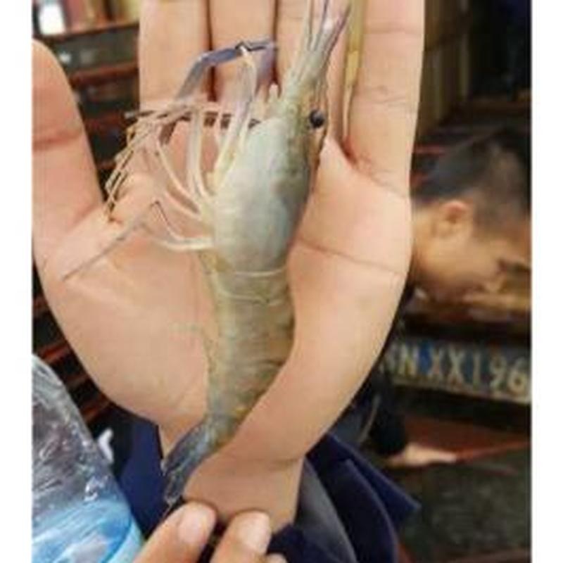 種蝦