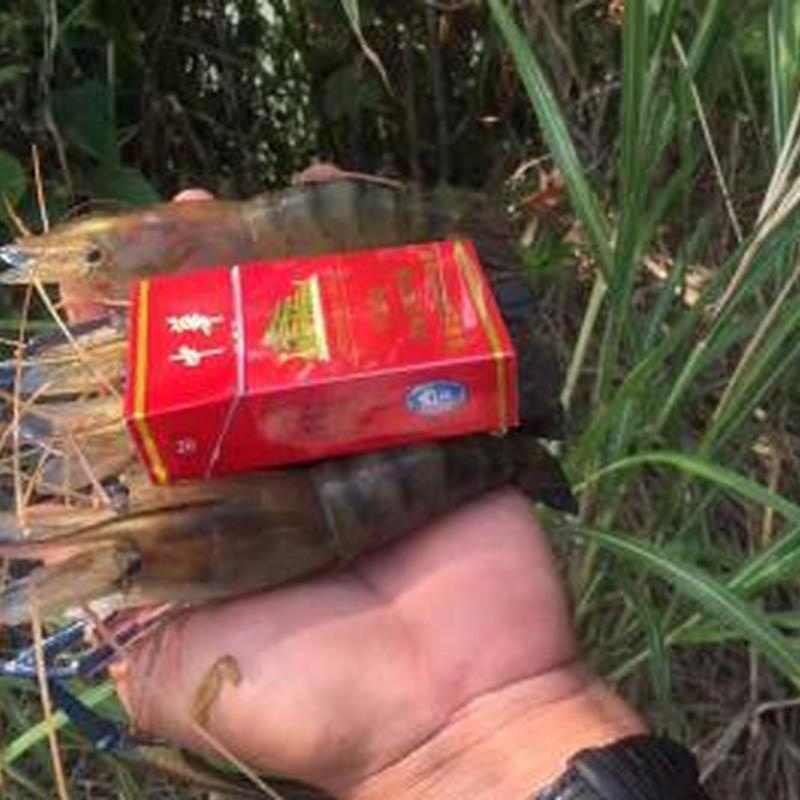 商品蝦
